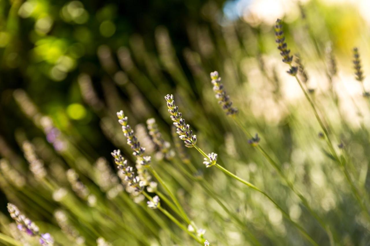 Villa Lovric มารีนา ภายนอก รูปภาพ